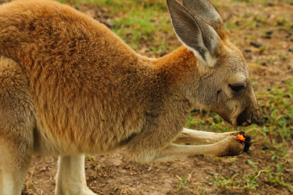 Kangaroo Joey I feed a Piece of Carrot to....