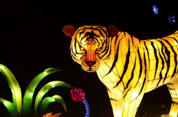 Tiger Stare, Lights on....
