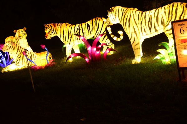 Tiger Family, lights on.  (My favorite display!)...