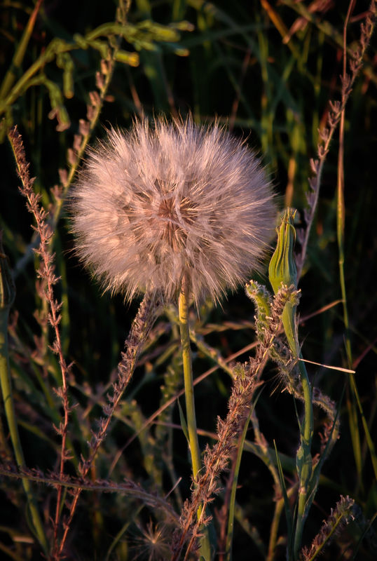 a weed at daybreak...