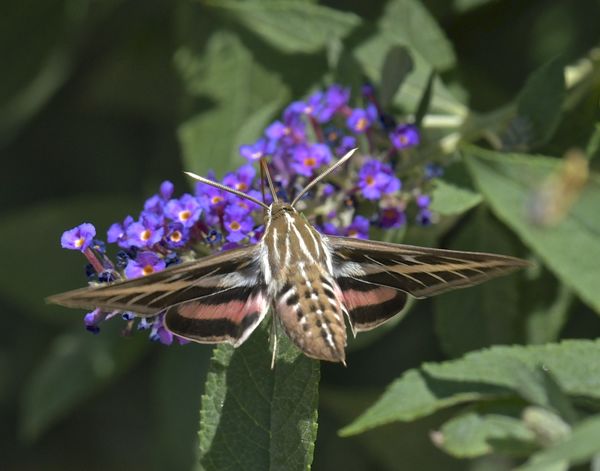 white lined sphinx moth...