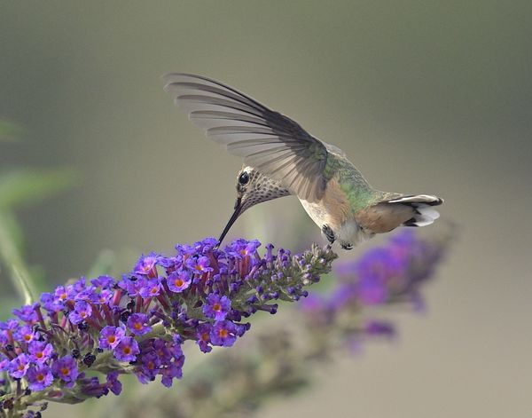 hummingbird...