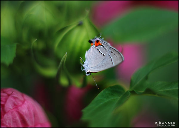 Tiny Azure butterfly......