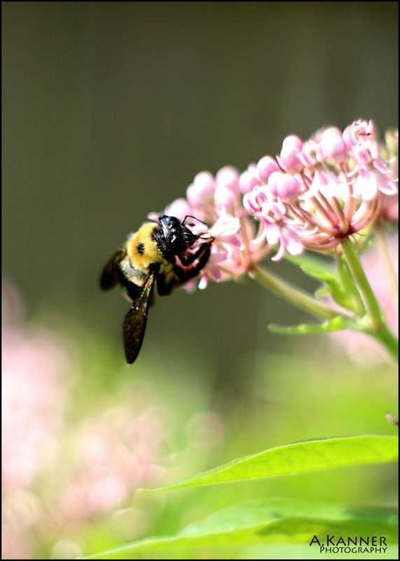 Buzzy bee on the milkweed......