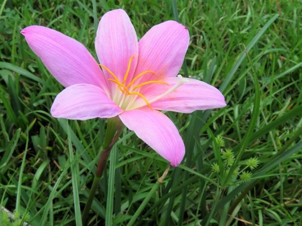 a little pink flower at fort fredricka  national m...