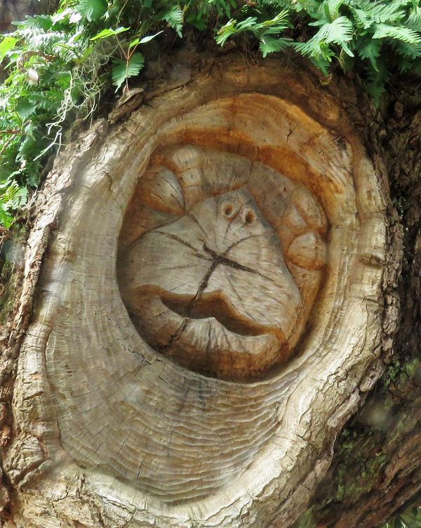 a tree spirit carved in an oak tree...