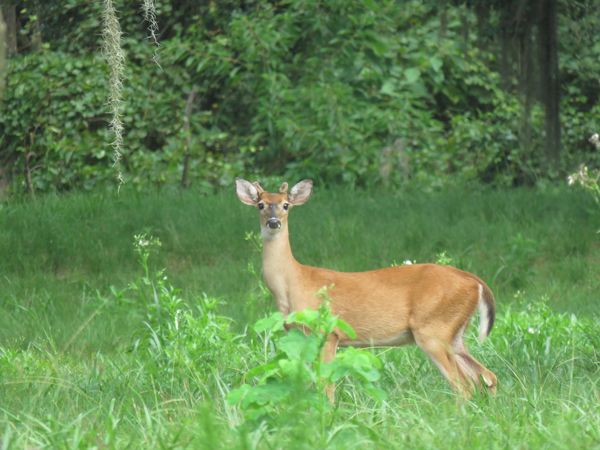 a young buck at fort fredricka national monument...