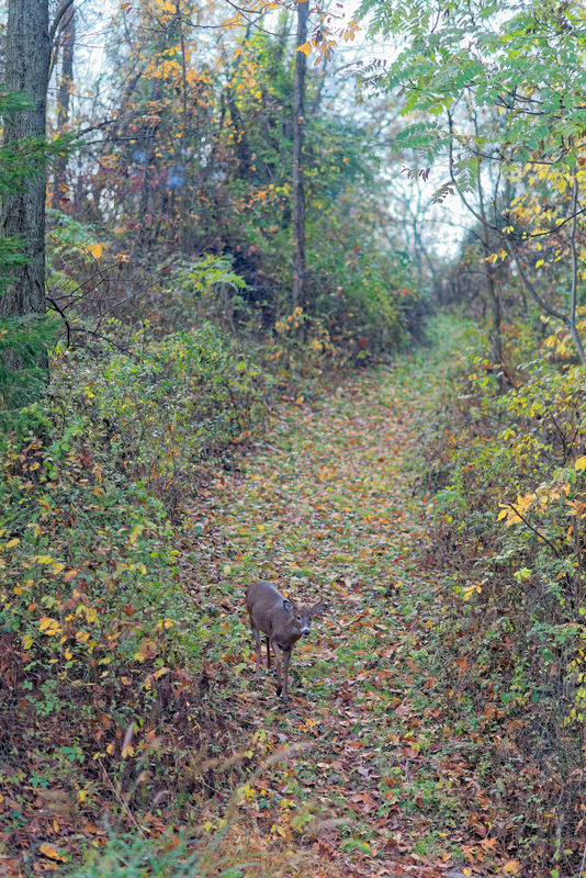 Young Buck on my trail...
