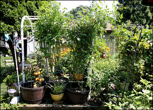 veggie garden......