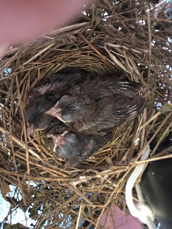 Nest - darn growded...