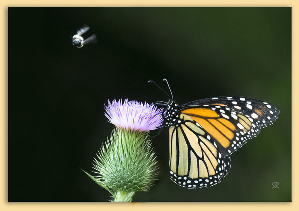 Monarch on a Thistle...