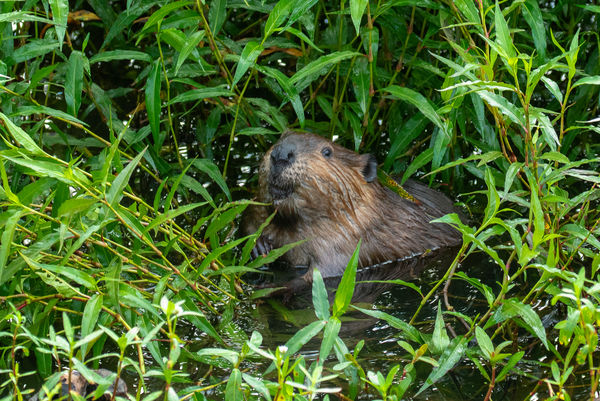 Beaver (Castoridae)...