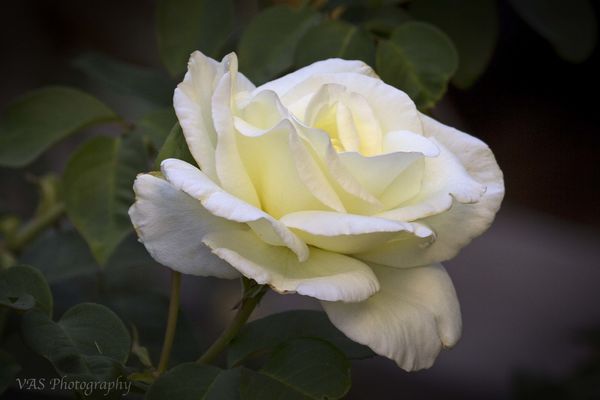 One of my White Roses....