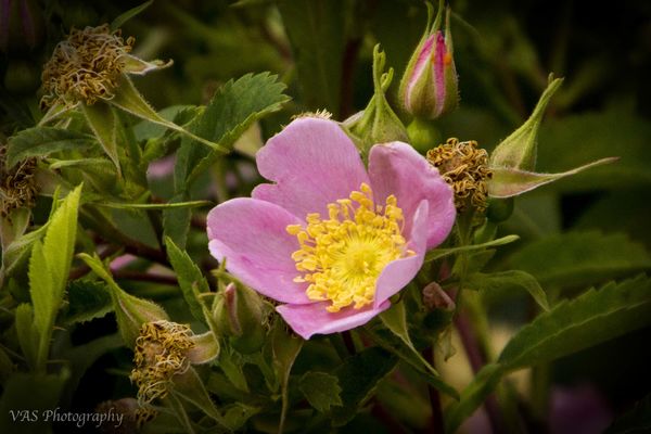 Wild Rose stages - seen on a hike...