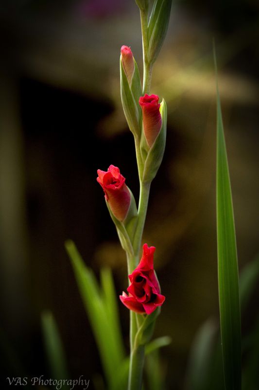 Gladiolus from the garden...