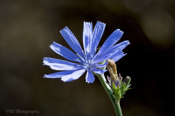 Chickory - a wildflower...