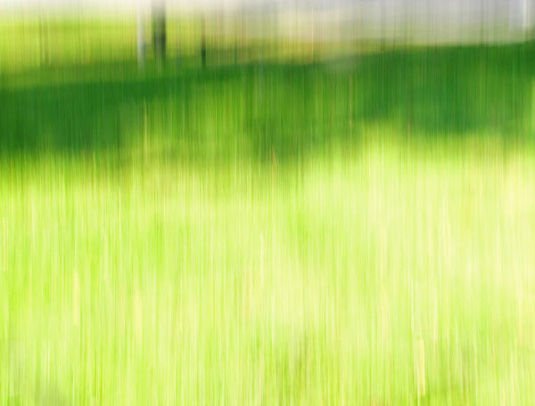Grass in the shade...