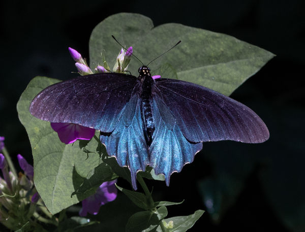 Pine Vine Swallowtail...