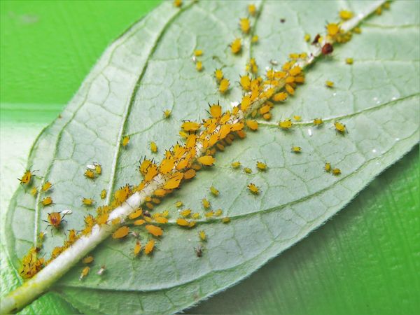 hundreds of aphids on the back of the leaves of th...