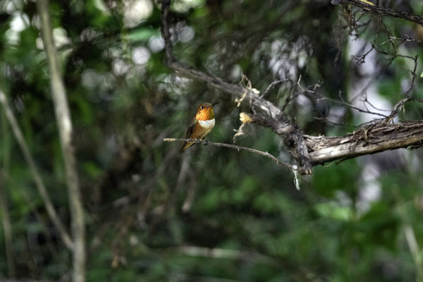 Rufous Hummingbird...