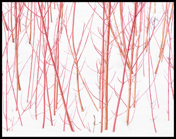 Red Sticks in the Snow...