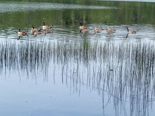 Canada geese, Pemaquid Lake, Maine...