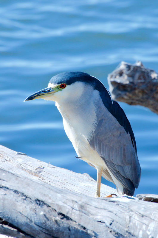 Black-Crowned Night Heron with white plume...