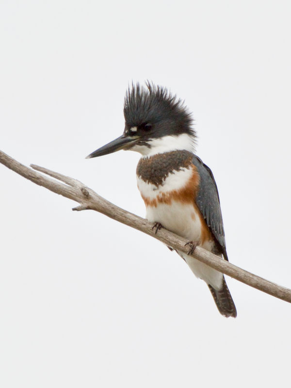 Female Belted Kingfisher...