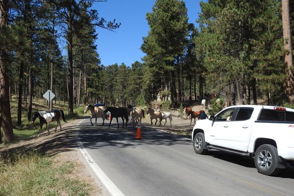 Group of horses being moved to a corral across the...