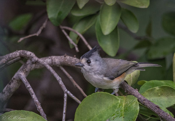 Black-crested Titmouse...