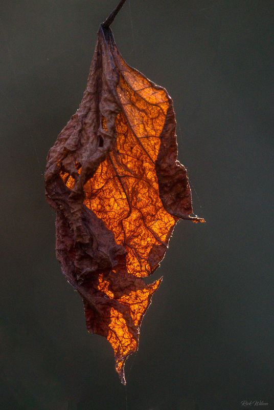 Dead leaf backlit, no flash....