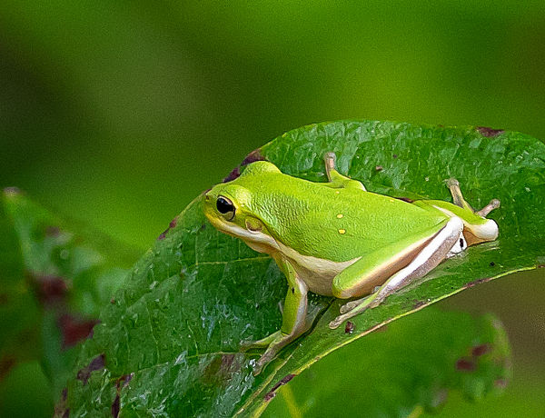 American green tree frog...