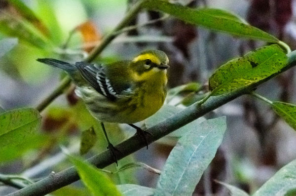 Townsend's Warbler - in deep shade...noisy...