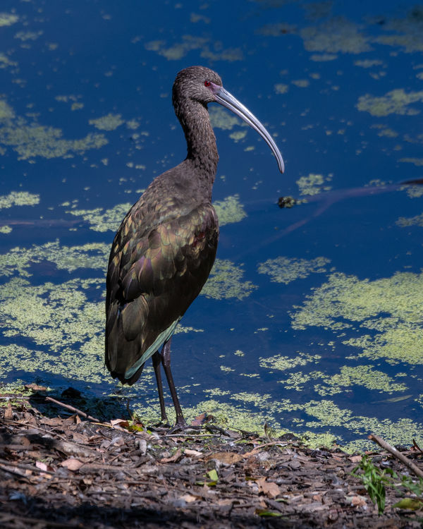 White-Faced Ibis - Red eye & Irredescent...