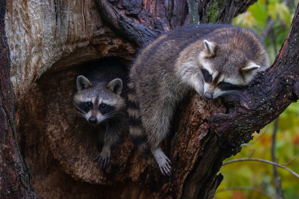 *Mapache*: Raccoon (Procyon lotor) Murfree Spring Wetland, Murfreesboro ...