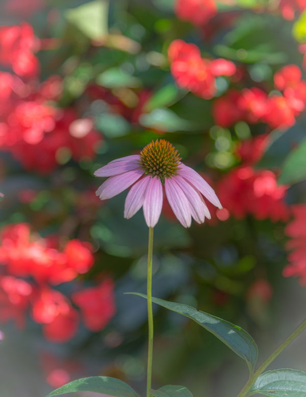 A soft filter - the one cone flower stood out from...