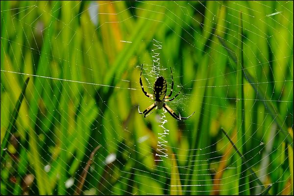 2. Backlit orb weaver spider on web....