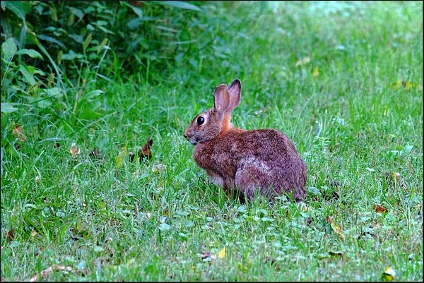 5. Rabbit, saw 3 of them....
