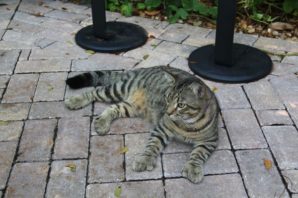 Six toed cat at Hemingway's house in Key West....