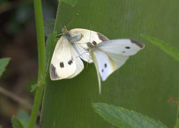 Cabbage White Mating?...