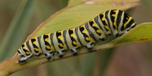 Monarch Caterpillar...