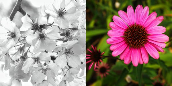 Flower B&W 1st Place / Flower Color 1st Place...