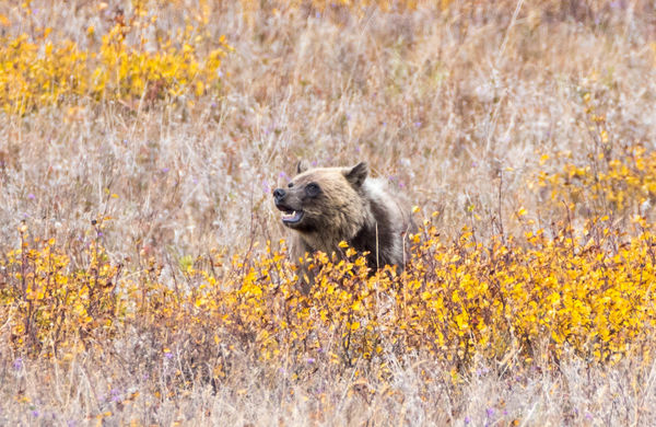 Grizzly Bear Cub...