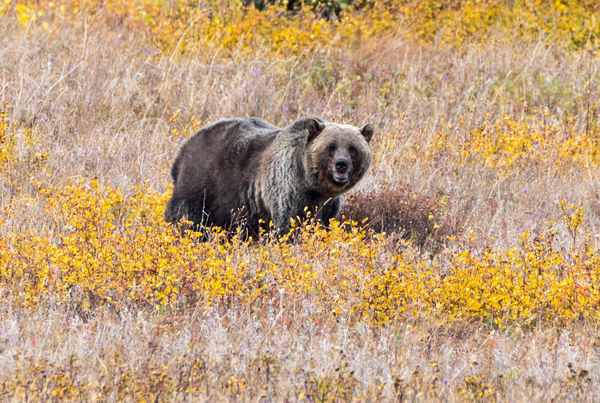 Grizzly Sow...Momma...
