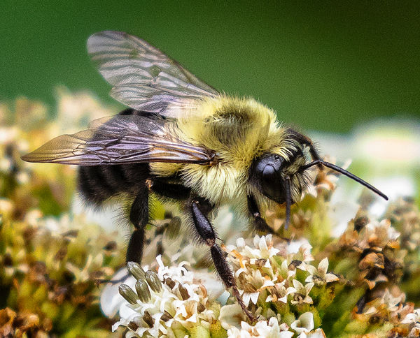 Honey Bee (Apis)...
