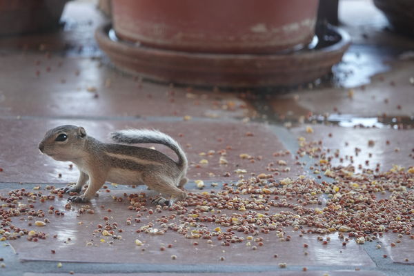 Ground squirrels like seeds too! He looks like he ...