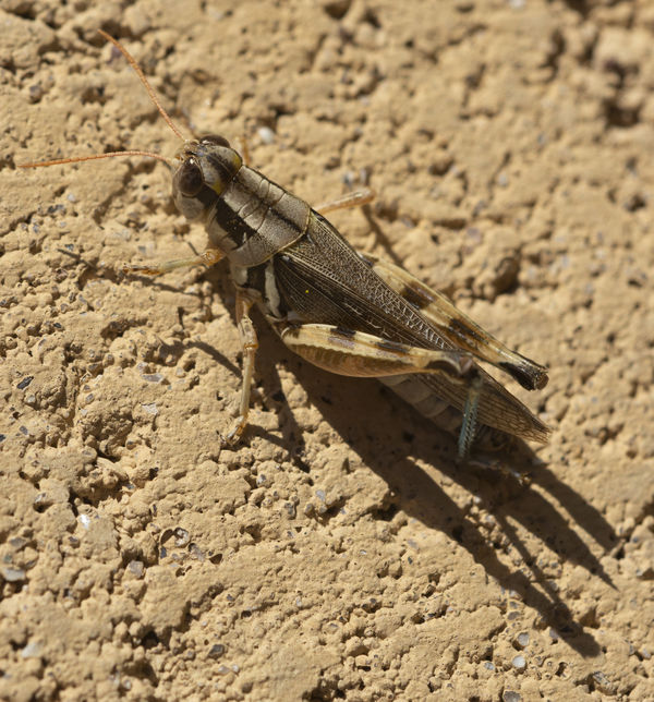 Grasshopper of Some Kind...