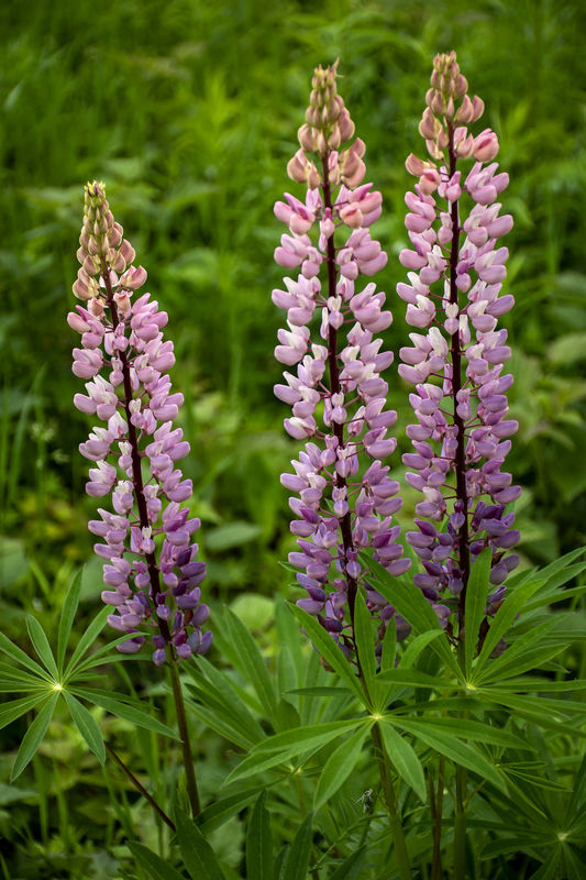 Lupine, in a variety of colors grows wild througho...