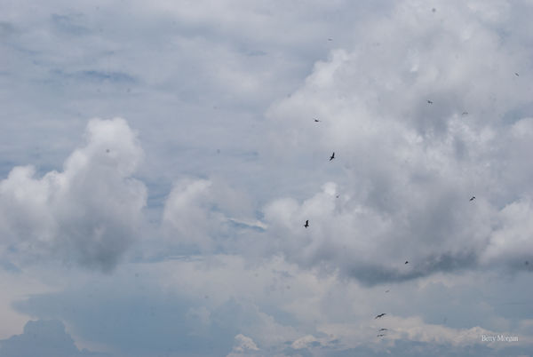 Birds and Clouds: Nikon D60 Tamron 16-300 lens 1/4...
