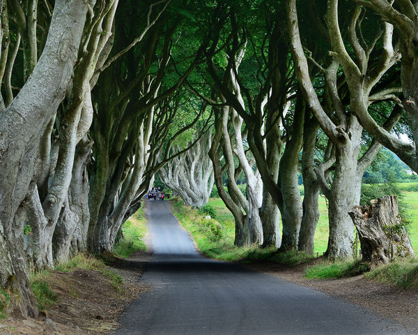 The "Dark Hedges".  Used in a scene from Game of T...